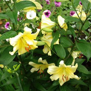 Lilium Early Yellow